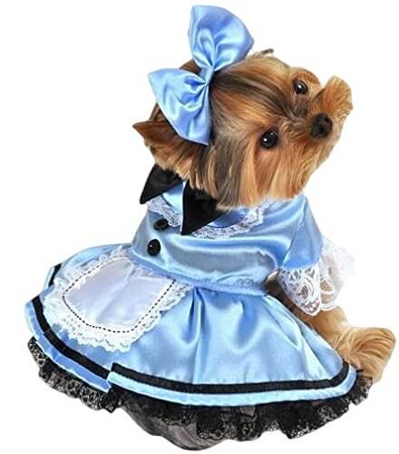 hundkostum-alice-party