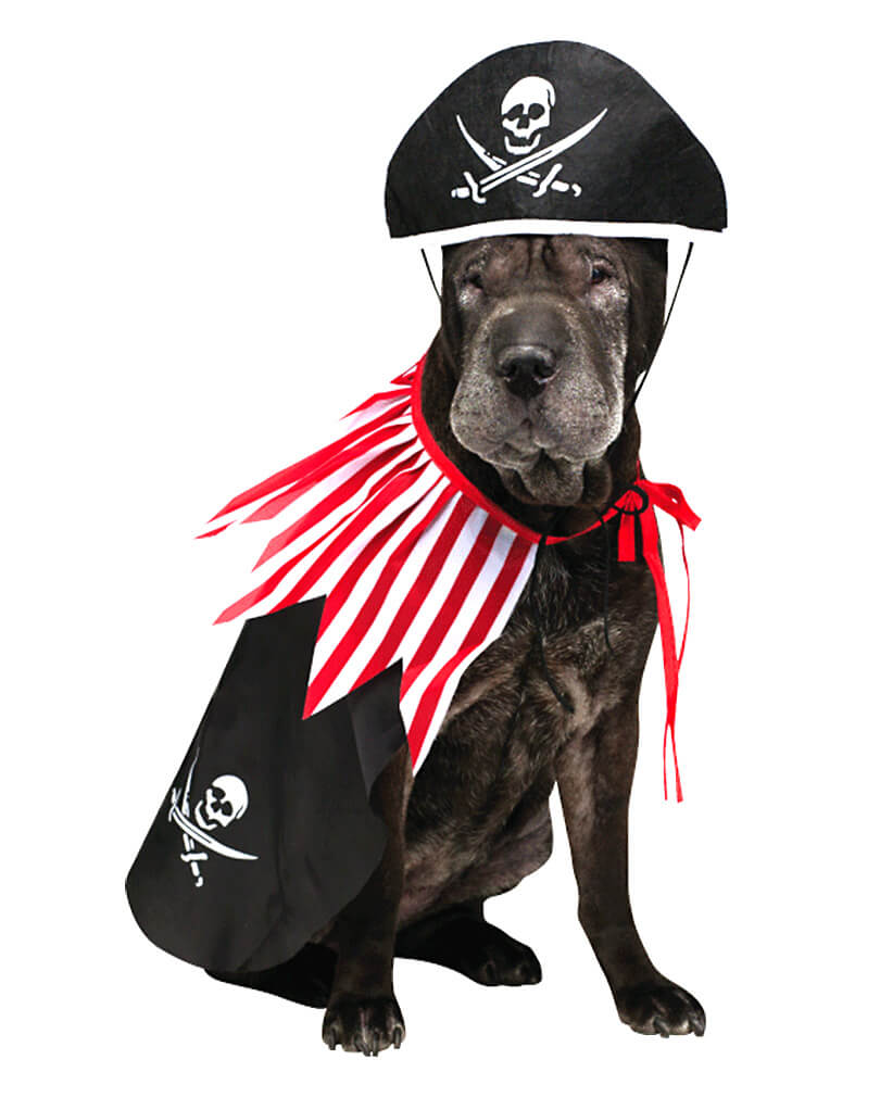piraten_hundekostuem-schatzsuche-piratengeburtstag-schnitzeljagd-partyspiele-kinderspiele-geburtstagsspiele-2